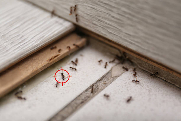 Best Local Pest Control Services  in Point Of Rocks, MD