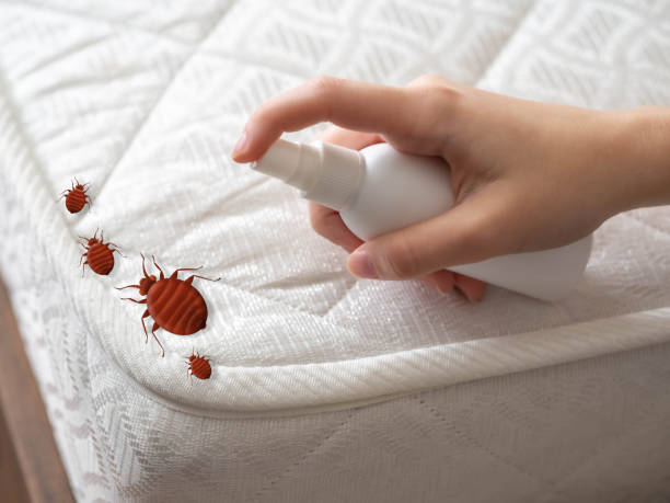 Best Wasp Removal Services  in Point Of Rocks, MD